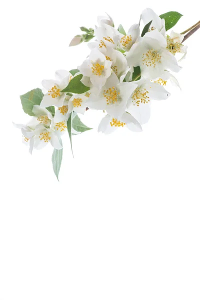 Blossoming jasmine flowers — Stock Photo, Image