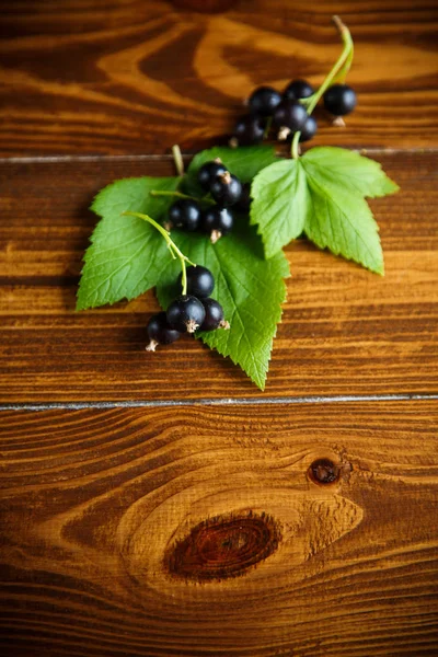 olgun meyveler siyah kuş üzümü