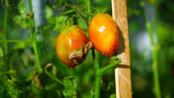 Regar tomates en un día soleado de verano — Vídeo de stock