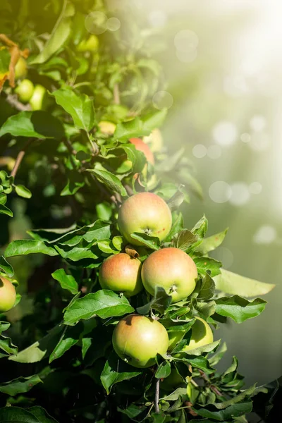 stock image large green apple on an apple tree