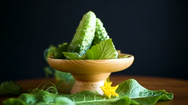 Fresh green cucumbers — Stock Video