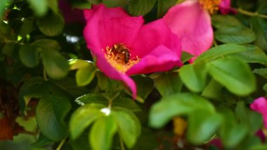 yaban arısı bal kalça itibaren toplar.