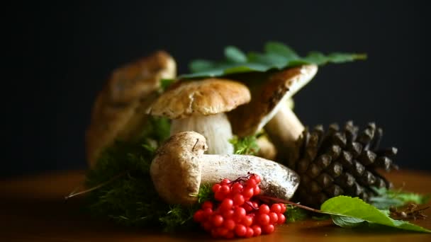 Champignon de la forêt blanche — Video