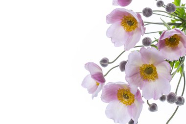 Beyaz bir arka plan üzerinde şirin pembe çiçekler