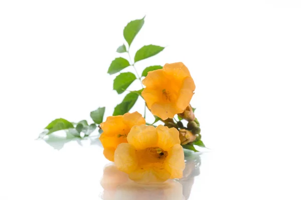 Yellow blossoming flowers campsis on a white — Stock Photo, Image