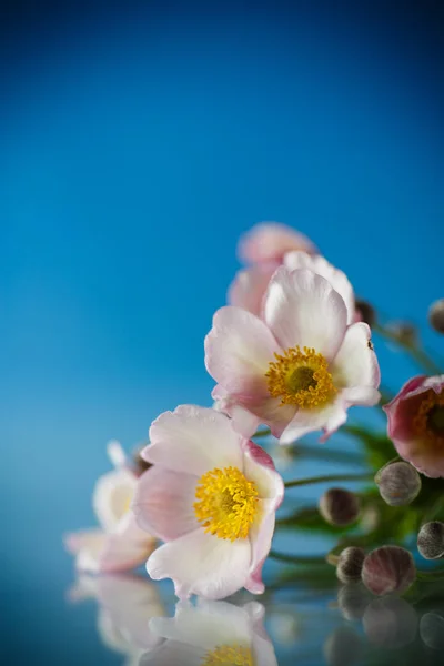 蓝色背景上可爱的粉红色花朵 — 图库照片