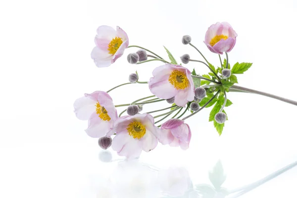 Cute pink flowers on a white background — Stock Photo, Image