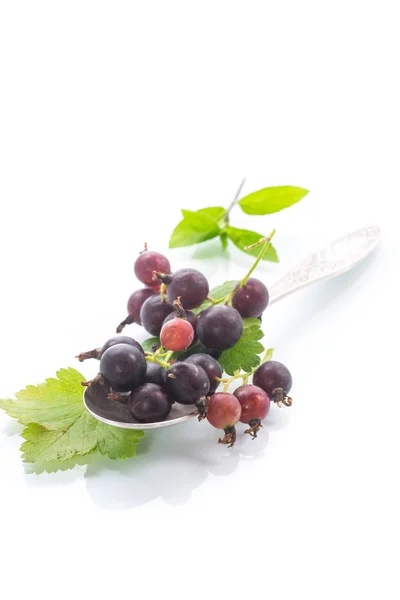 Bacche mature ribes nero su sfondo bianco — Foto Stock