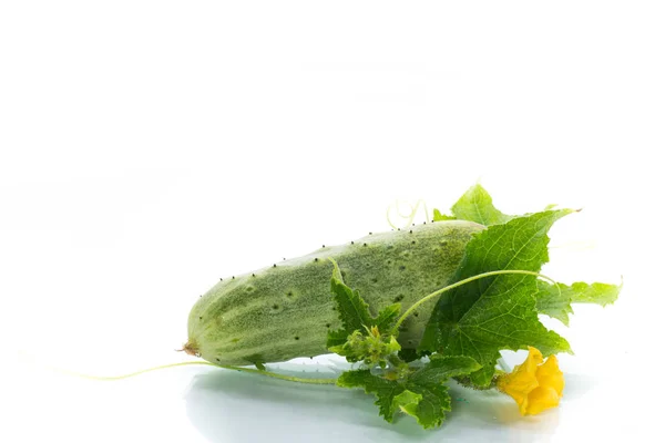하얀 배경에 있는 신선 한 녹색 오이 — 스톡 사진