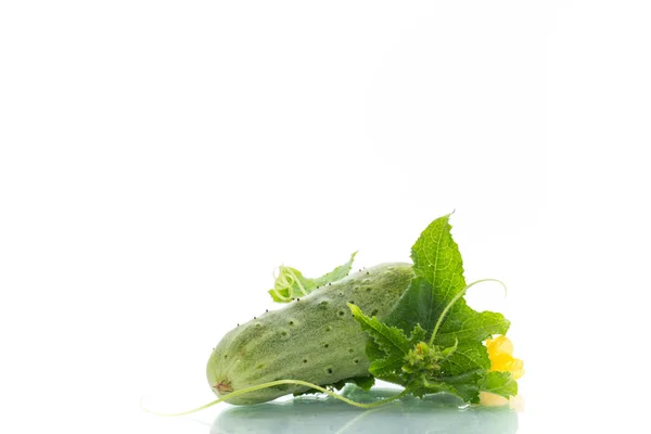 Färska gröna gurkor på en vit bakgrund — Stockfoto