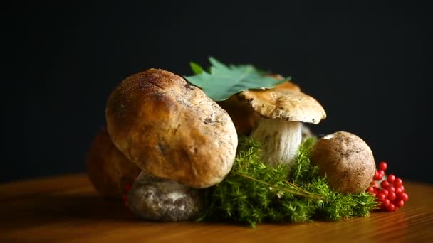 Белый лесной гриб — стоковое видео