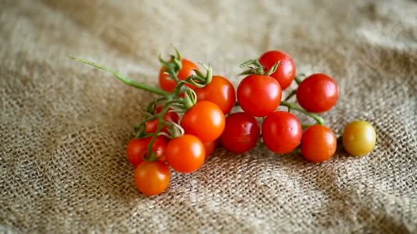 Pequenos tomates cereja vermelhos maduros em um ramo — Vídeo de Stock