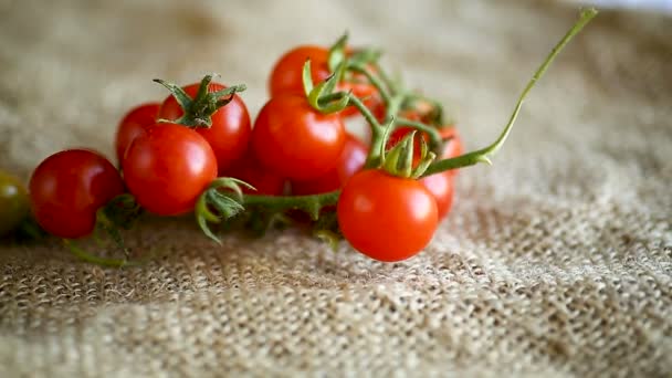 Pequenos tomates cereja vermelhos maduros em um ramo — Vídeo de Stock