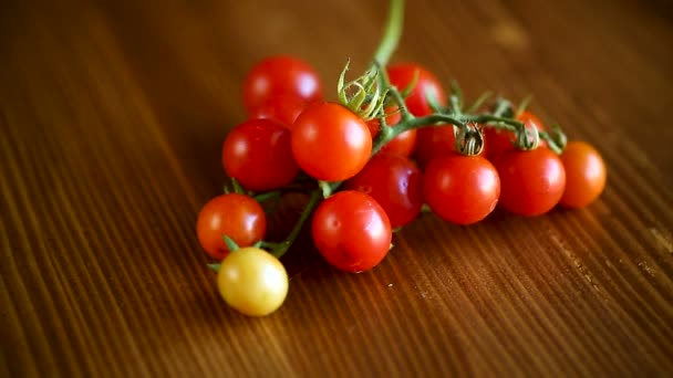 Pequenos tomates cereja vermelhos maduros em um ramo — Vídeo de Stock