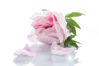 Beyaz arka planda izole edilmiş güzel pembe şakayık çiçekleri.