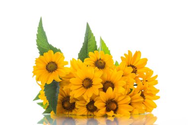 beyaz zemin üzerine sarı büyük papatya buketi