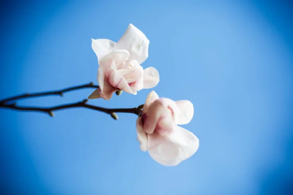Beautiful Pink Magnolia Flower Isolated Blue Background — Stock Photo, Image