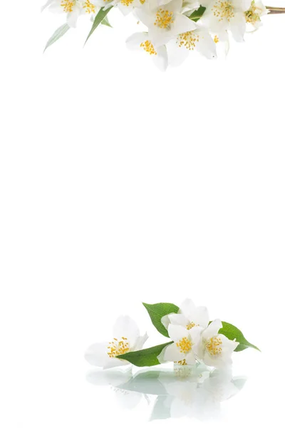 Άνθηση Jasmine Λουλούδια Που Απομονώνονται Λευκό Φόντο — Φωτογραφία Αρχείου