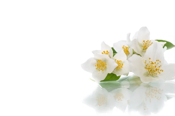 Blossoming Jasmine Flowers Isolated White Background — Stock Photo, Image