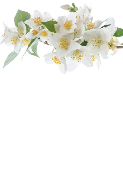 Kvetoucí Jasmín Květy Izolovaných Bílém Pozadí — Stock fotografie