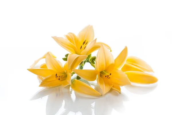 Żółte Kwiaty Lilii Pąki Białym Tle — Zdjęcie stockowe