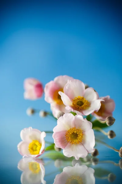 Cute Bouquet Pink Flowers Blue Background — Stock Photo, Image