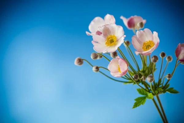 蓝色背景上可爱的粉红色花朵 — 图库照片