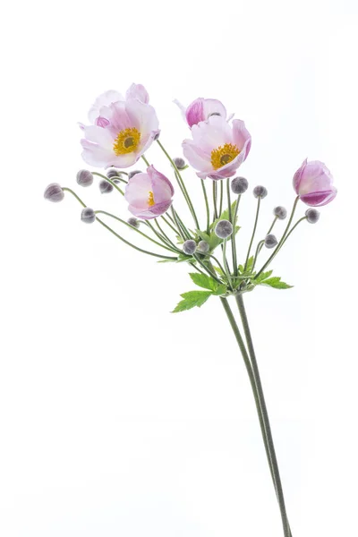 Cute Bouquet Pink Flowers White Background — Stock Photo, Image