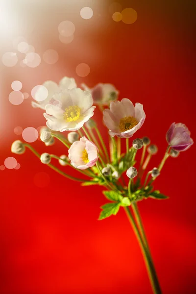 Kırmızı bir arka plan üzerinde şirin pembe çiçekler — Stok fotoğraf