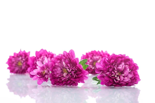 Ramo Hermosos Crisantemos Sobre Fondo Blanco — Foto de Stock