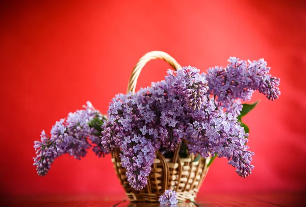 Zweig Des Blühenden Frühlingsflieders Isoliert Auf Rotem Hintergrund — Stockfoto