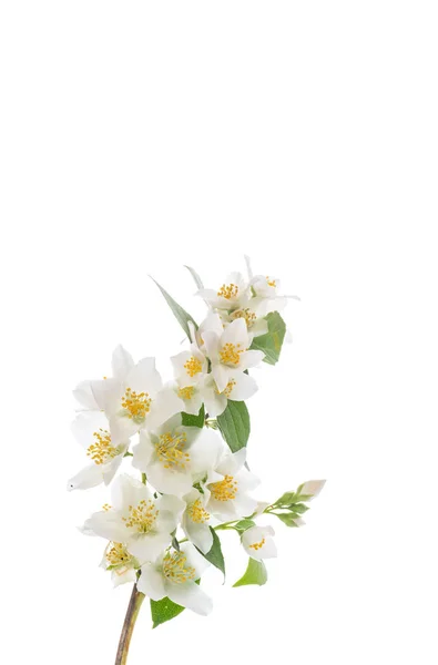 Blossoming Jasmine Flowers Isolated White Background — Stock Photo, Image