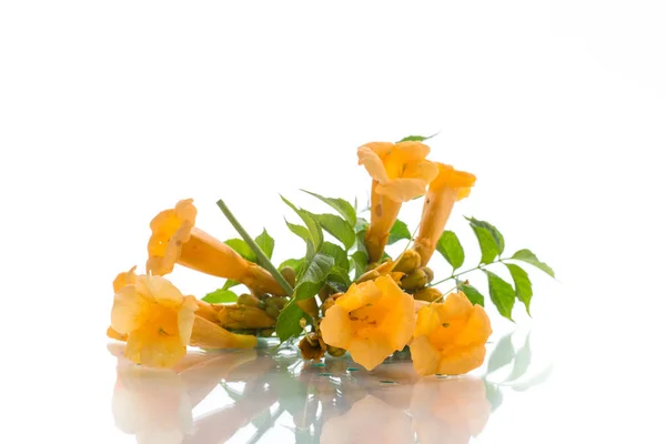 Flores Florecientes Amarillas Campsis Sobre Fondo Blanco — Foto de Stock