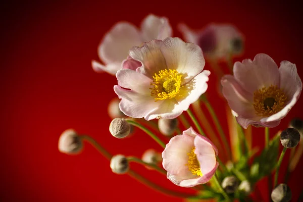 Lindo Ramo Flores Rosadas Sobre Fondo Rojo —  Fotos de Stock