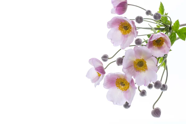 Симпатичный Букет Розовые Цветы Белом Фоне — стоковое фото