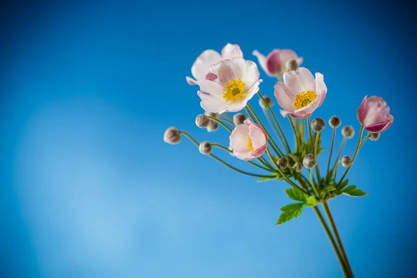 可爱的花束粉红色的花朵在蓝色的背景 — 图库照片