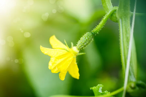 Small Green Cucumber Ovary Summer Sunny Day — Stock Photo, Image