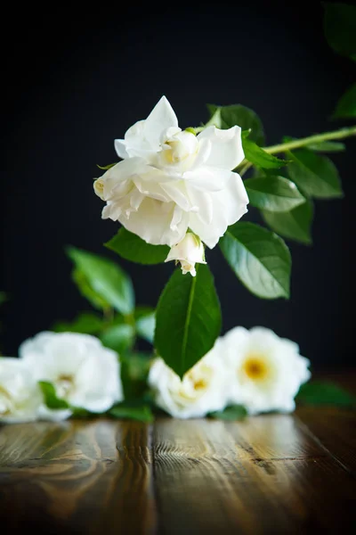 Belles Roses Blanches Fleurs Sur Fond Noir — Photo