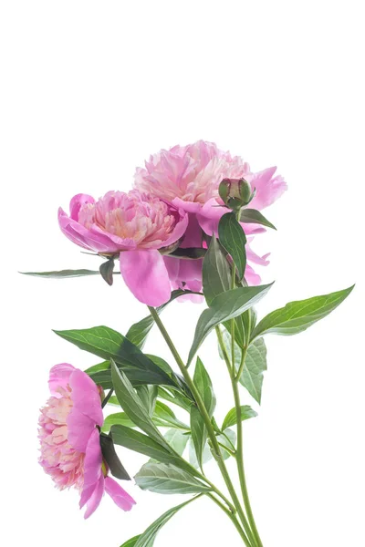 Bouquet Peonie Fiorite Isolate Sfondo Bianco — Foto Stock