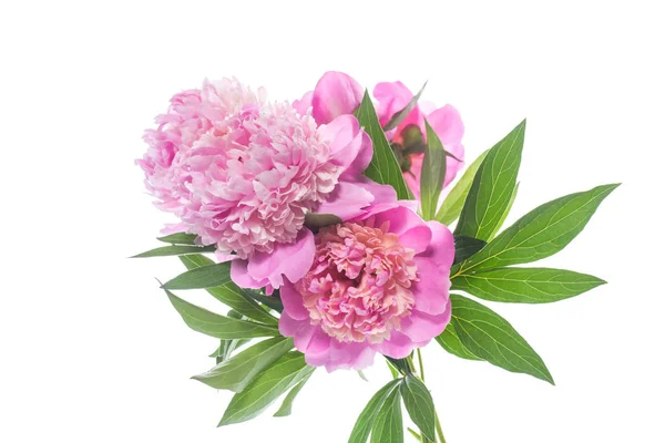 Buket Çiçek Açan Peonies Beyaz Arka Plan Üzerinde Izole — Stok fotoğraf