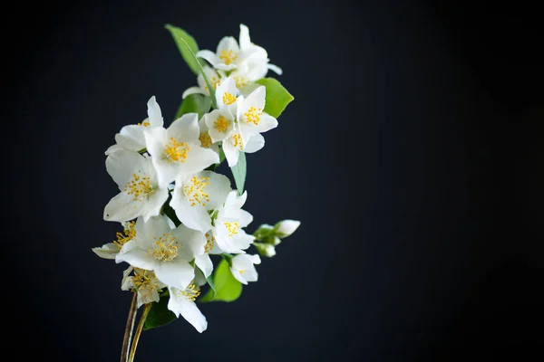 Kwiatów Kwitnących Jasmine Białym Czarnym Tle — Zdjęcie stockowe