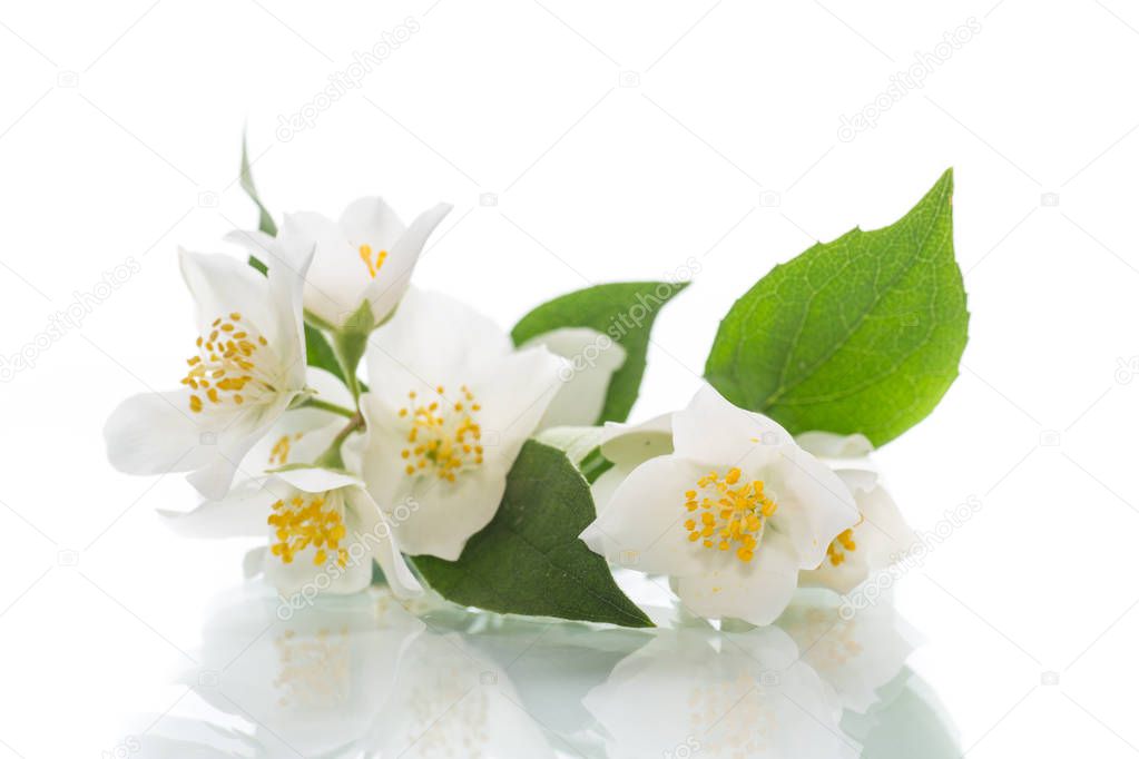 blossoming jasmine flowers isolated on a white background