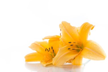 Sarı zambak çiçekler ve tomurcukları beyaz bir arka plan üzerinde