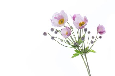 Beyaz bir arka plan üzerinde sevimli pembe buket çiçek