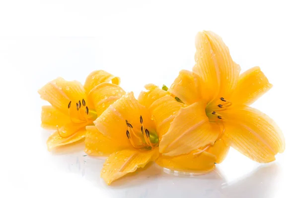 Flores Brotes Lirio Amarillo Sobre Fondo Blanco —  Fotos de Stock