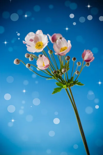 Lindo Ramo Flores Rosadas Sobre Fondo Azul — Foto de Stock