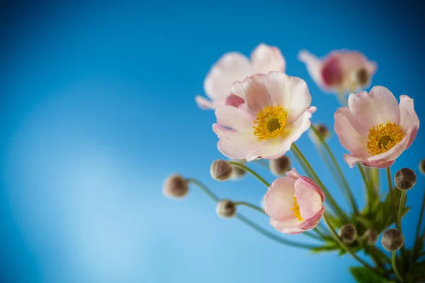 可爱的花束粉红色的花朵在蓝色的背景 — 图库照片