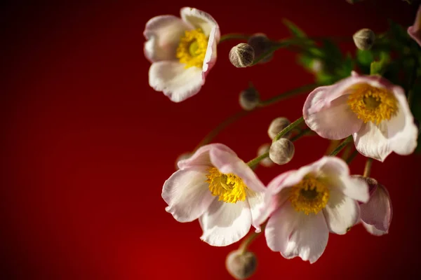Симпатичный Букет Розовых Цветов Красном Фоне — стоковое фото