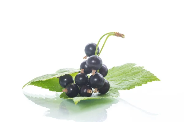 Reife Rohe Beeren Schwarze Johannisbeere Auf Weißem Hintergrund — Stockfoto