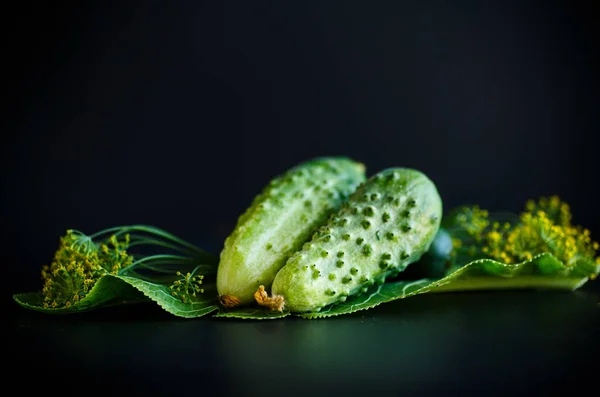 Fresh Natural Organic Cucumbers Green Color Black Background — Stock Photo, Image